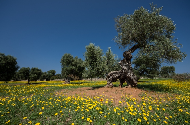 Apulia Olive trees and flower landscape