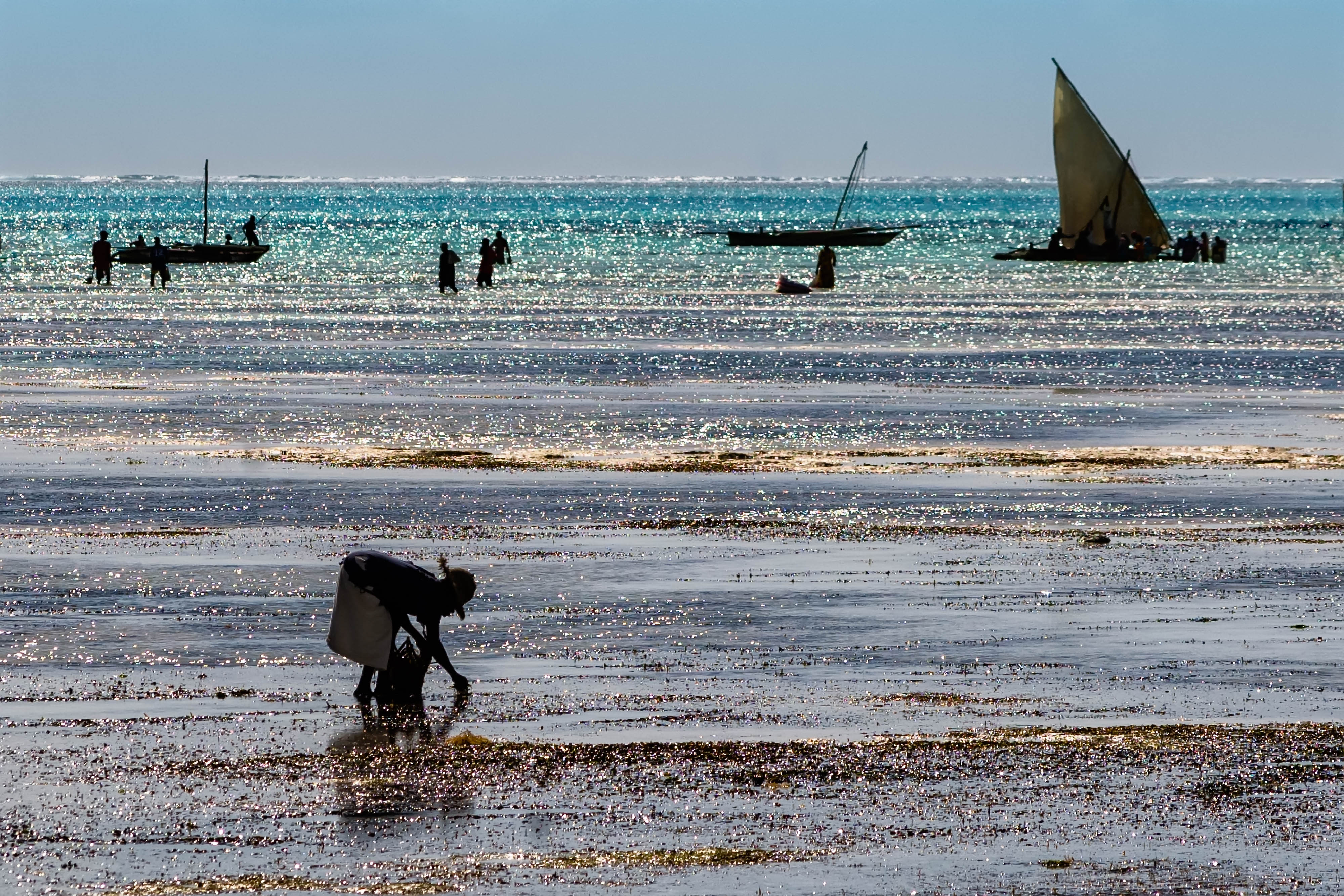 Collecting shells with low tide in Jambiani